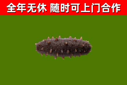 茂县烟酒回收干海参.jpg